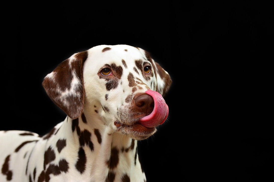 What Kind of Toys Do Dalmatians Prefer? A Health-Focused Guide for Owners