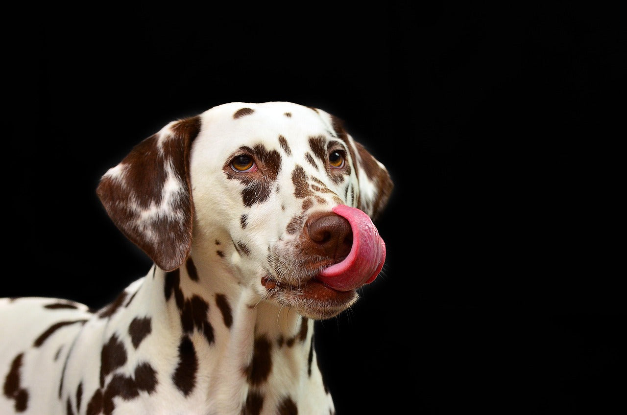 What Kind of Toys Do Dalmatians Prefer? A Health-Focused Guide for Owners